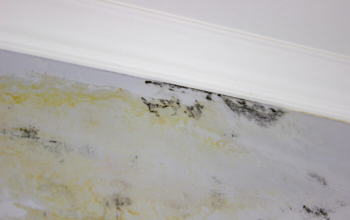 Mould Remediation and How It Prevents Long Term Damage - Mould on the wall