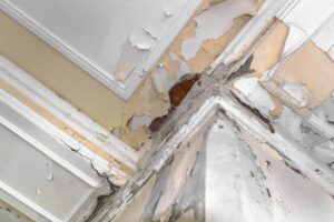 Why Membrane Damp Proofing Systems Prevent Serious Damp Damage
