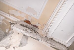 Understanding the Importance of Professional Damp Proofing in Hampshire