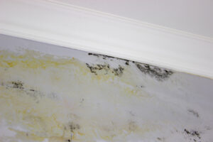 Understanding the Importance of Professional Damp Proofing in Hampshire - Black Mold