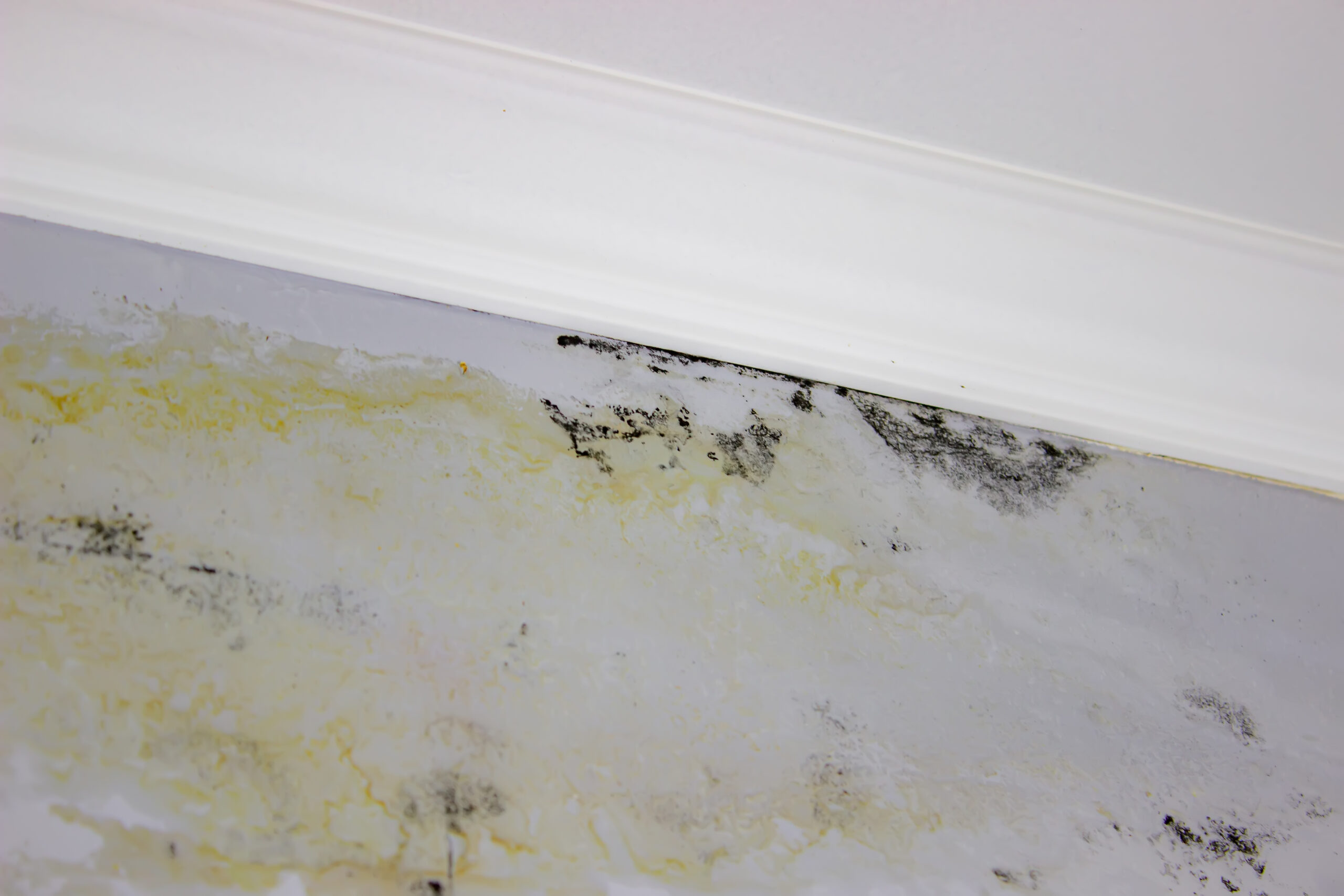 Understanding the Importance of Professional Damp Proofing in Hampshire - Black Mold