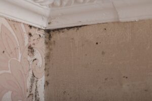 Preserving Property Value Damp Proofing in Hampshire