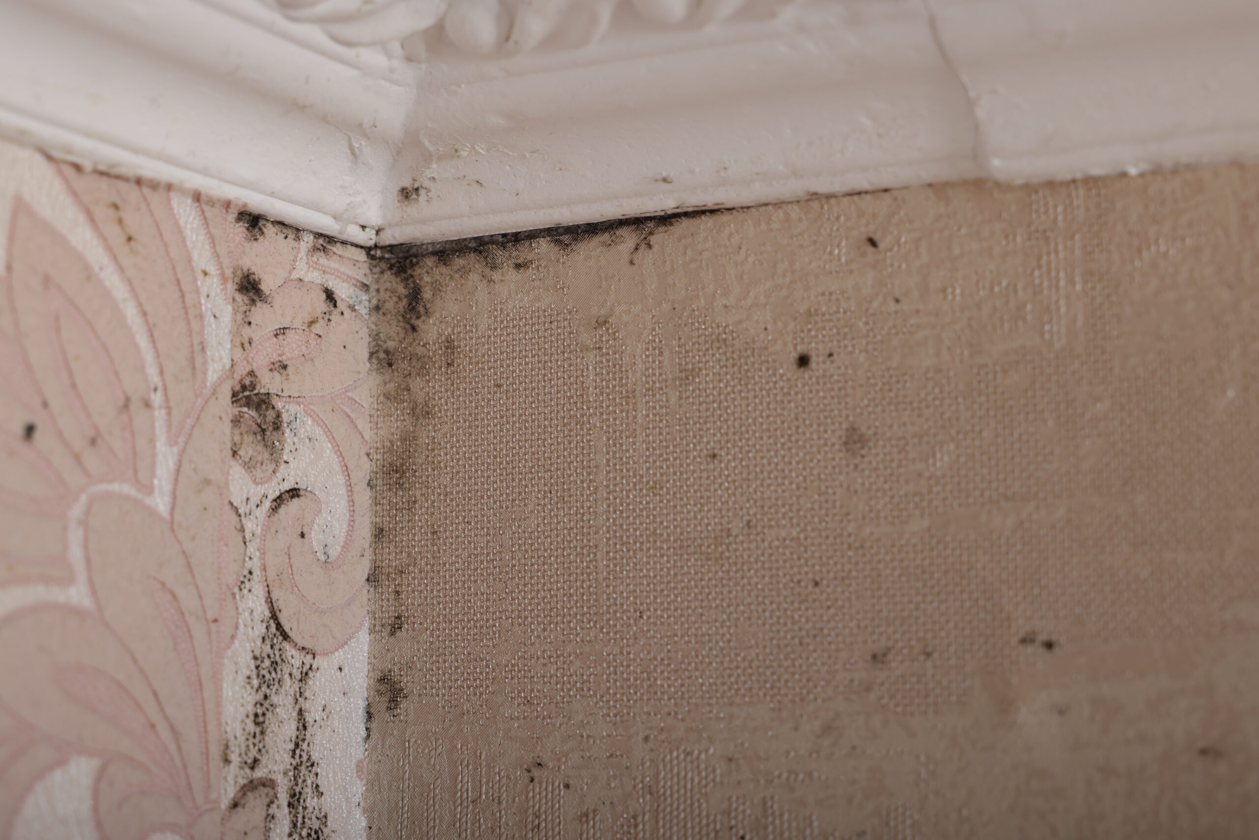 Preserving Property Value Damp Proofing in Hampshire