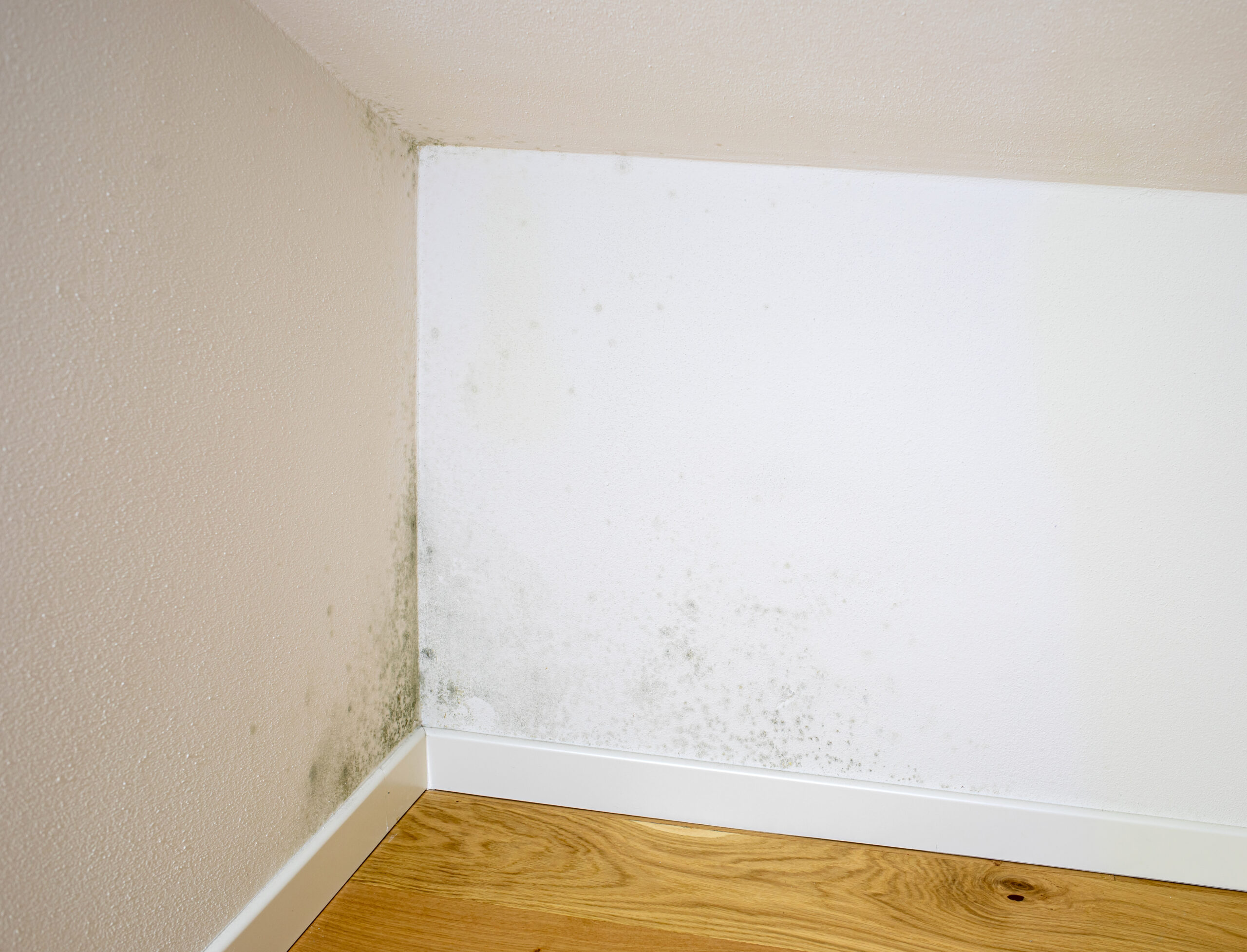 A Homeowner’s Guide to Damp Proofing in Portsmouth