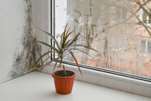 Essential Strategies for Damp Proofing in Salisbury Properties